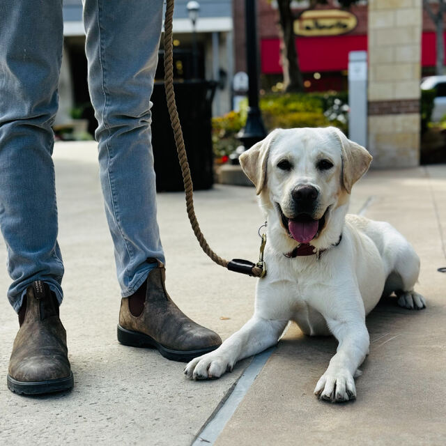 Yellow Labrador puppy holding a calm down-stay on a lead