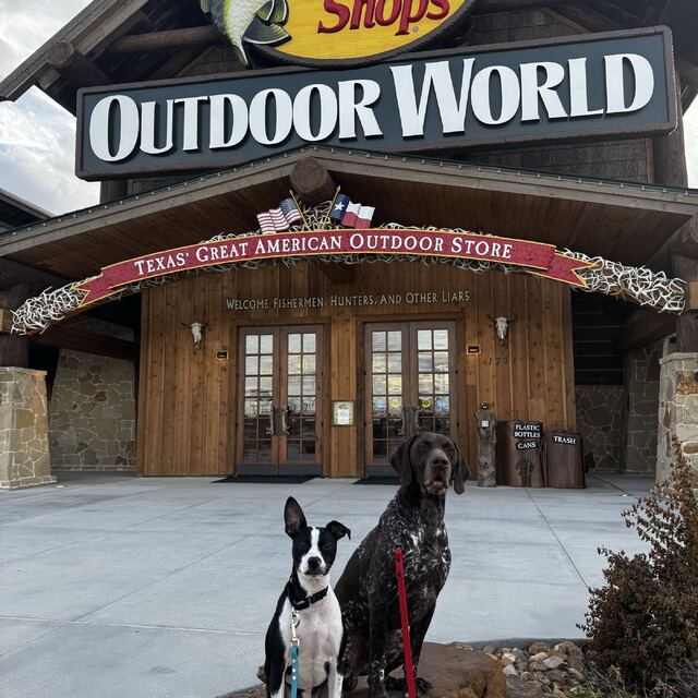 Trained dog sitting calmly outside a busy Houston store entrance