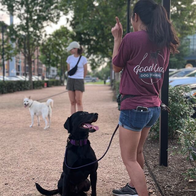 Good Lead trainer working with a black Labrador at a Houston park