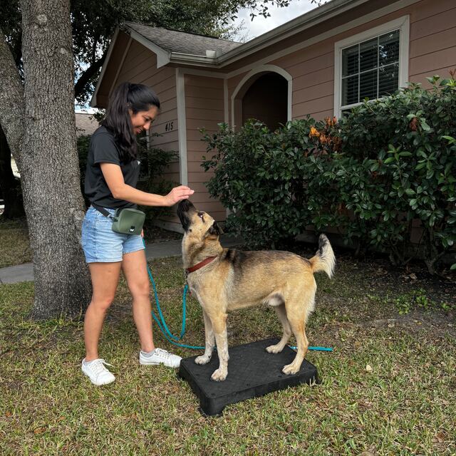 In-home lesson: dog practising place work on the front lawn