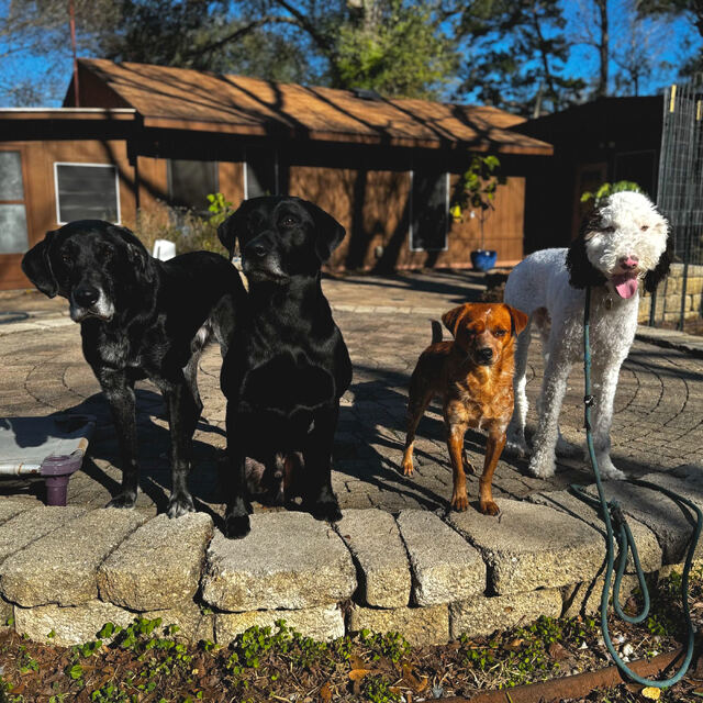 Group of dogs holding a stay together at the Tomball facility