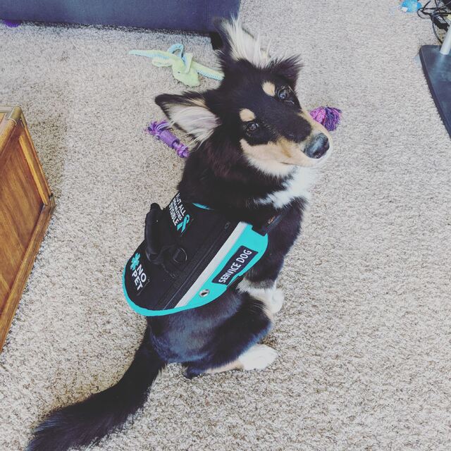 Service dog in training wearing a task vest