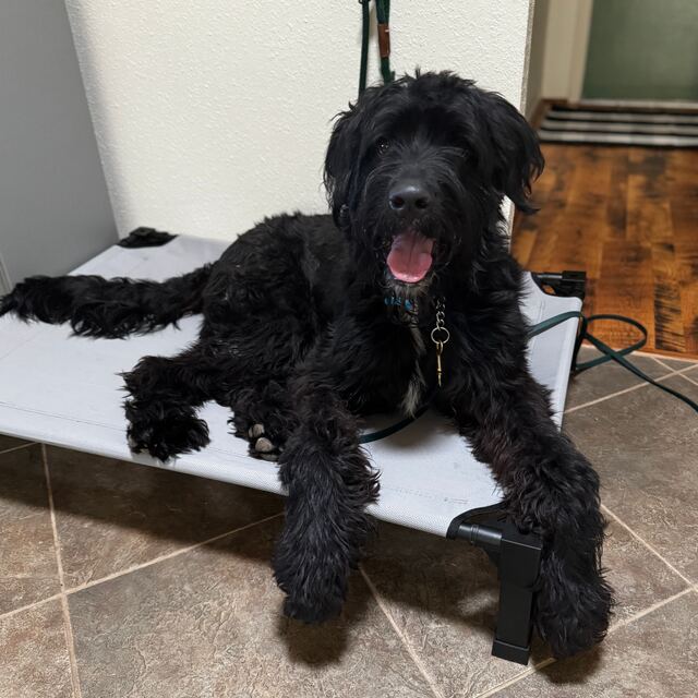 Dog settling calmly on a place cot