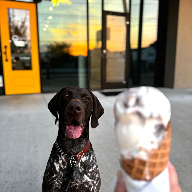 German Shorthaired Pointer earning an ice cream reward after training